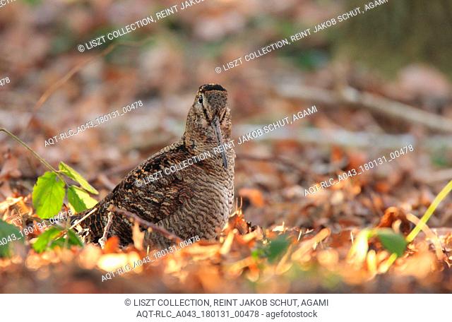 Woodcock perched between leaves