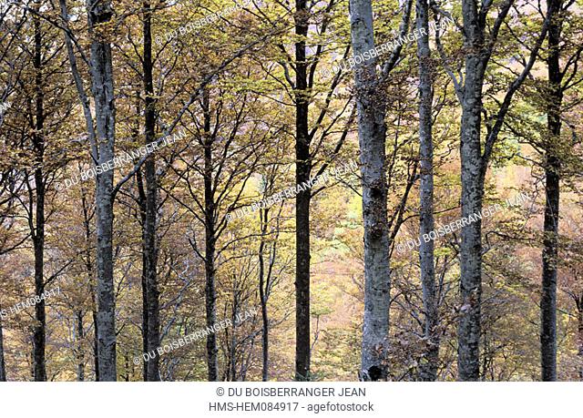 France, Gard (30), region of Aigoual Mount, beeches forest, autumn