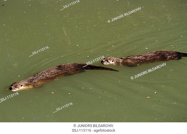 two Canadian River Otters / North American River Otters - swimming / Lutra canadensis