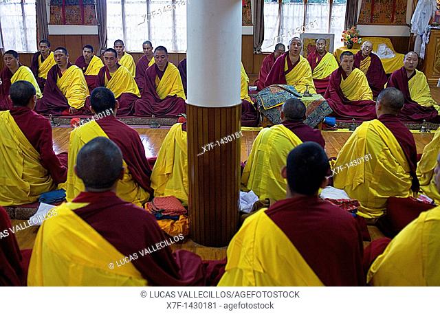 Puja, Monks praying, in Namgyal Monastery, in Tsuglagkhang complex  McLeod Ganj, Dharamsala, Himachal Pradesh state, India, Asia