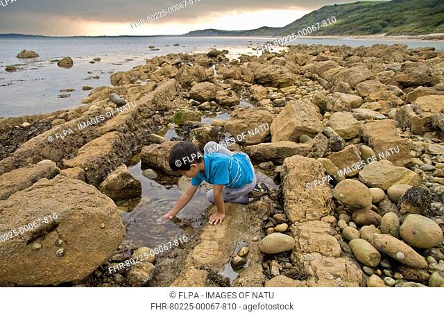 Boy rockpooling, kneeling on rocks, Osmington Mills, Dorset, England, summer