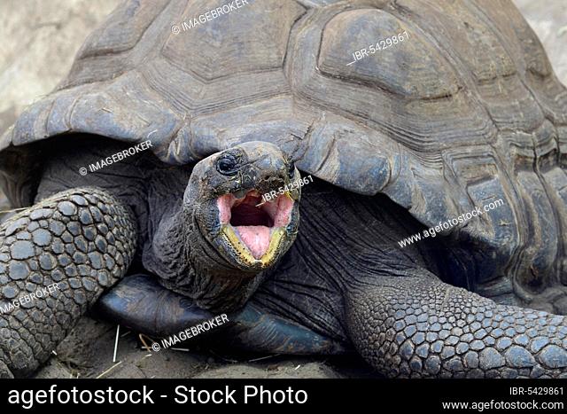 Aldabra Giant Tortoises (Aldabrachelys gigantea), endemic, Curieuse Island, Seychelles, Africa