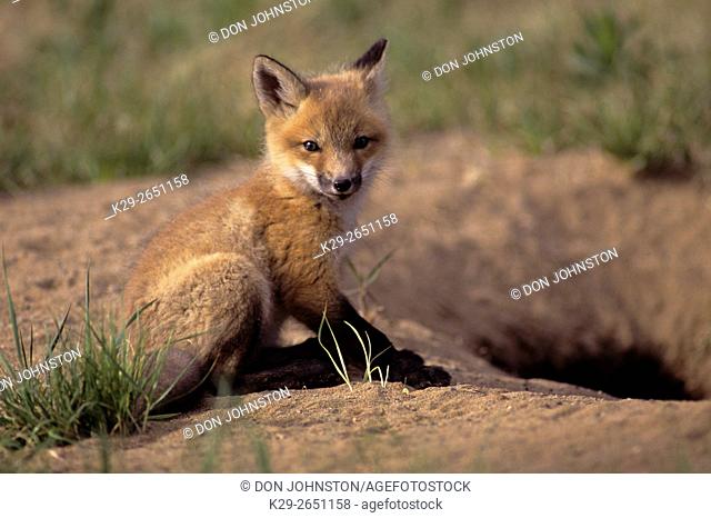 Red fox (Vulpes vulpes) Kit near den, Killarney PP, Ontario, Canada