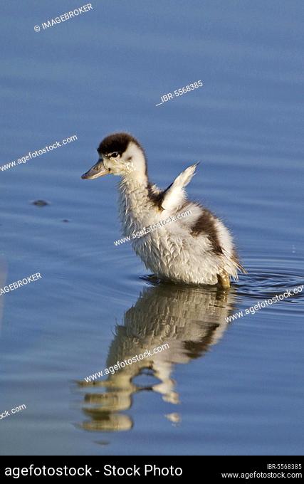 Common Shelduck (Tadorna tadorna) duckling, flapping wings in water, Minsmere RSPB Reserve, Suffolk, England, United Kingdom, Europe