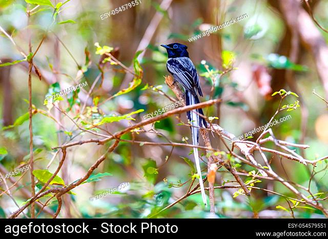 Beautiful Madagascar bird, Paradise-flycatcher black version, Terpsiphone mutata. Ankarafantsika National Park, Madagascar wildlife and wilderness
