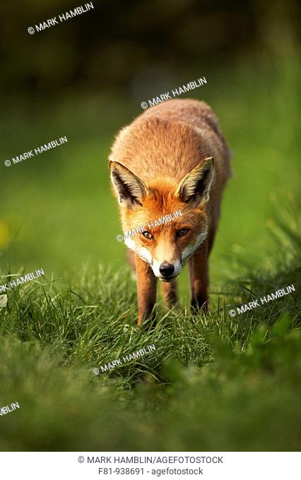 Fox Vulpes vulpes portrait of adult taken in controlled conditions  UK  May