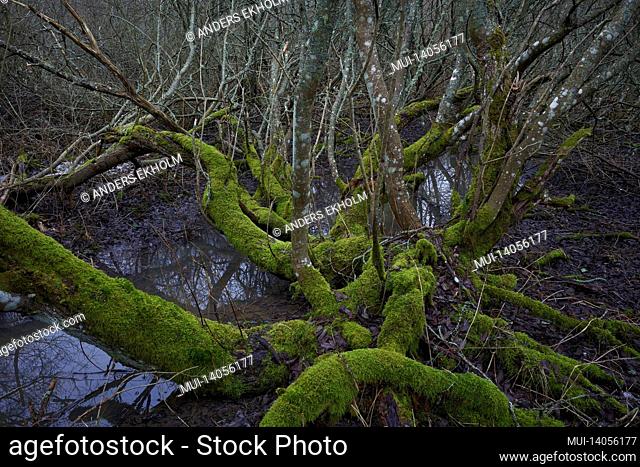 sweden, salem, bornsjön nature preserve, mosscovered willow bushes in a swamp