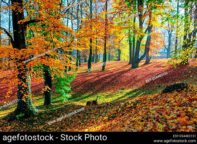Romantic fall colored park with trees and morning sunlight. Autumn season natural background. Fall concept in park. Vivid colorful natural scene