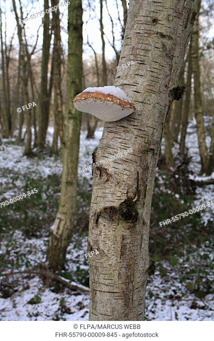 Birch Polypore Piptoporus betulinus fruiting body, growing on Silver Birch Betula pendula trunk, in snow covered woodland at edge of river valley fen