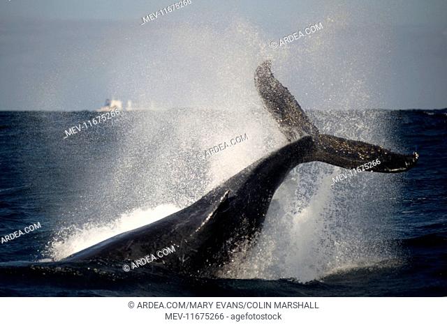 Humpback Whale slapping fluke (tail fin)