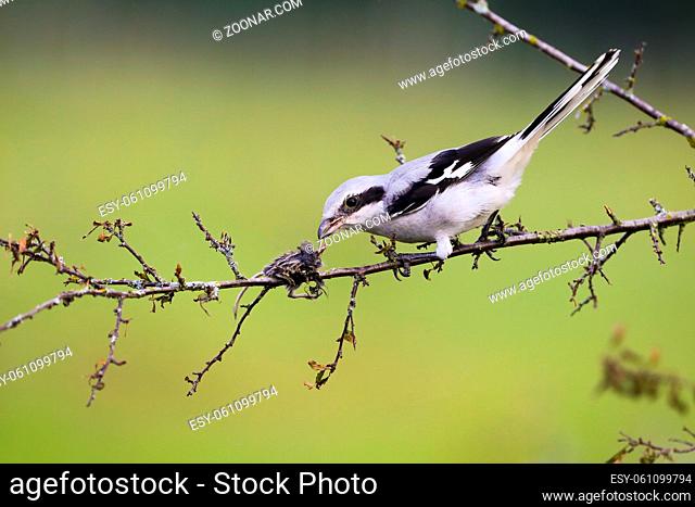 Fierce great grey shrike, lanius excubitor, sitting on a twig with mouse impaled on thorn in summer. Cruel bird with white feathers spiked its prey on sharp...