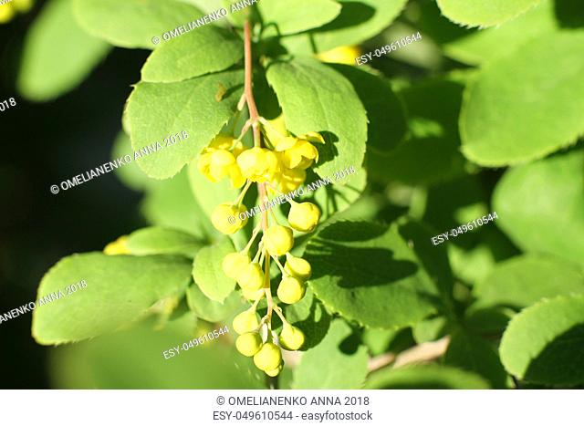Yellow flowers cluster on blooming Common or European Barberry, Berberis Vulgaris