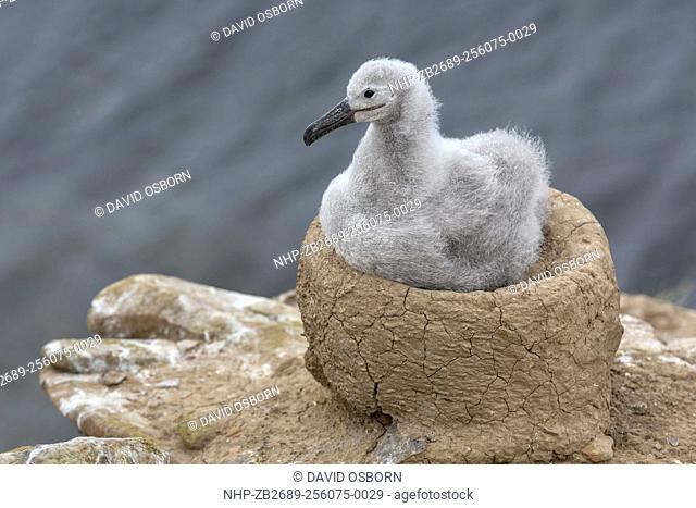 Black browed Albatross, Thalassarche melanophrys, 3 week old chick on nest