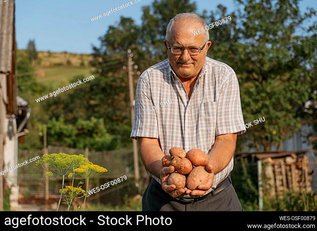 Senior farmer showing potatoes standing at back yard on sunny day