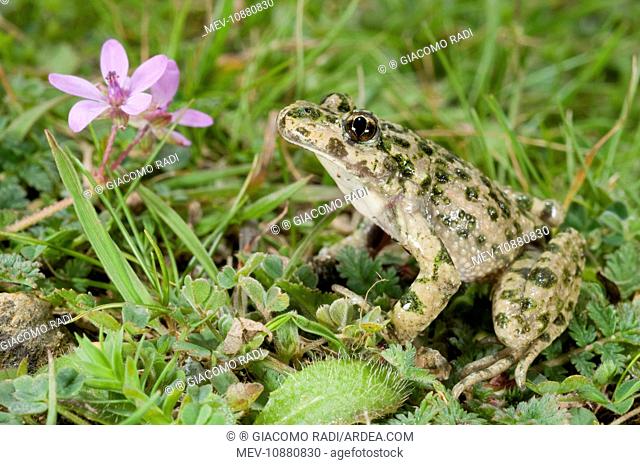 Parsley Frog (Pelodytes punctatus). Ligury - Italy