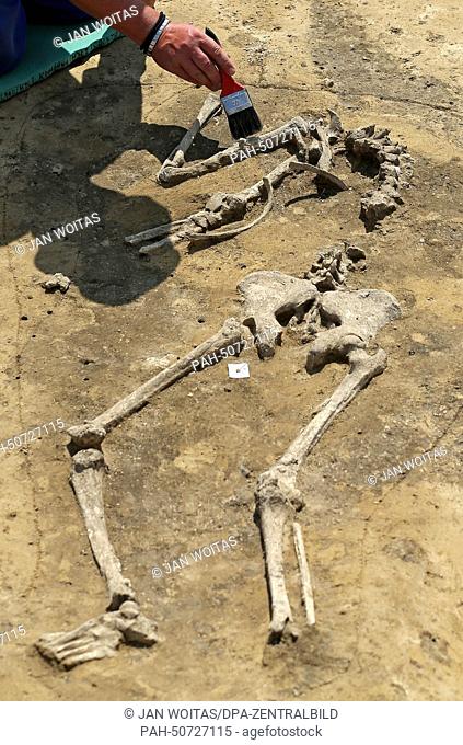 An excavation worker works on a bone site near Worbzig,  Germany, 31 July 2014. An around 3000 year old meat processing facility from the Bronze Age was...