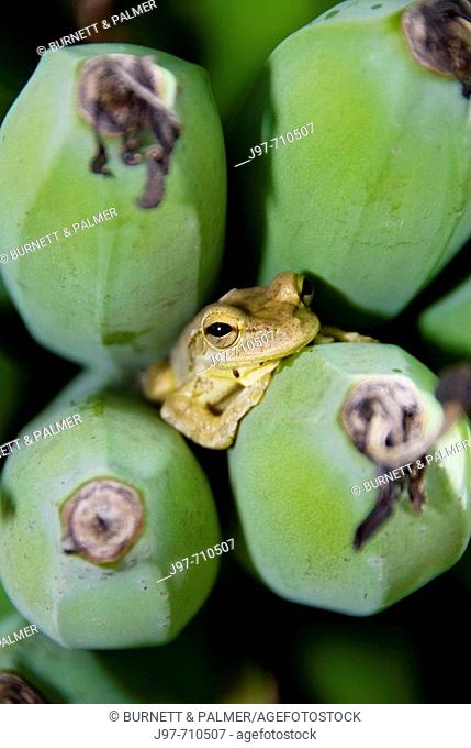 A Green Treefrog, Hyla cinerea, hides among the bananas still ripening on the stalk, Palm Beach, Florida, USA
