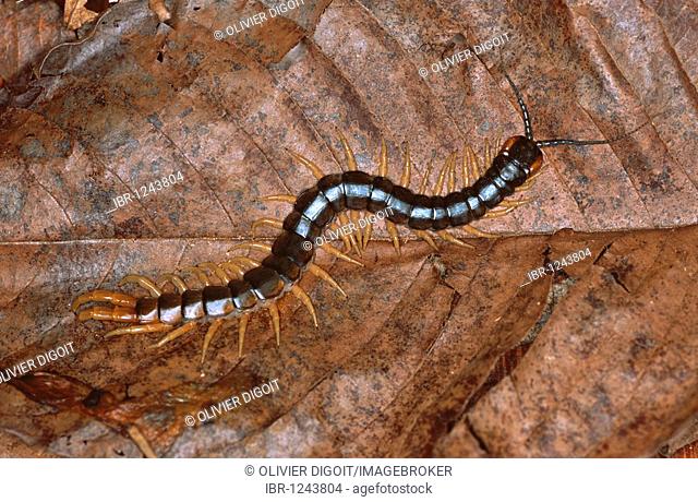 Centipede, Nicaragua