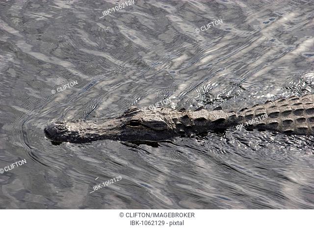 Aligator (Alligatoridae) in the water, Florida, USA