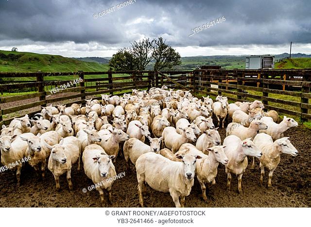 Sheep In A Pen Waiting To Be Sorted, Sheep Farm, Pukekohe, New Zealand