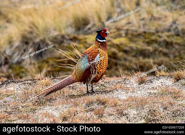 common pheasant on the meadow in the natural reserve of Amrum, Northern Germany in Europe