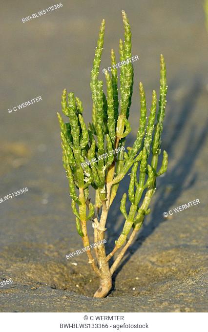 common glasswort Salicornia europaea, single plant in sludge, Netherlands, Ameland