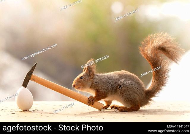 red squirrel is holding an hammer with a egg