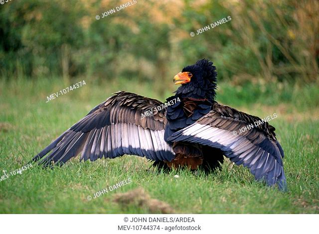 Bateleur EAGLE - Wings extended (Terathopius ecaudatus)