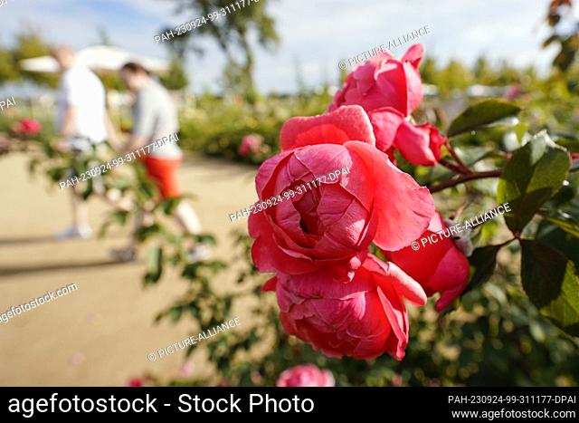 PRODUCTION - 20 September 2023, Baden-Württemberg, Mannheim: Visitors walk past blooming roses on the grounds of the Federal Horticultural Show