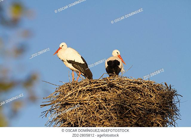 White stork (Ciconia ciconia) pair at nest on artificial nesting platform. Ivars Lake. Lleida province. Catalonia. Spain