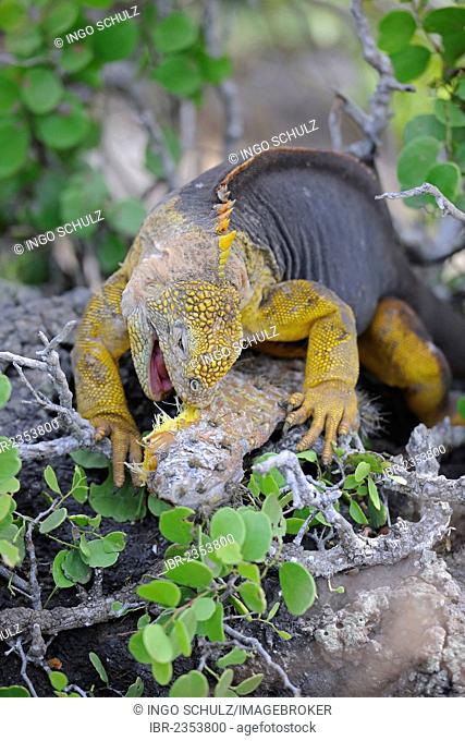Galapagos Land Iguana (Conolophus subcristatus), feeding on leaves of Galapagos prickly pear (Opuntia echios), subspecies of South Plaza Island, Isla Plaza Sur