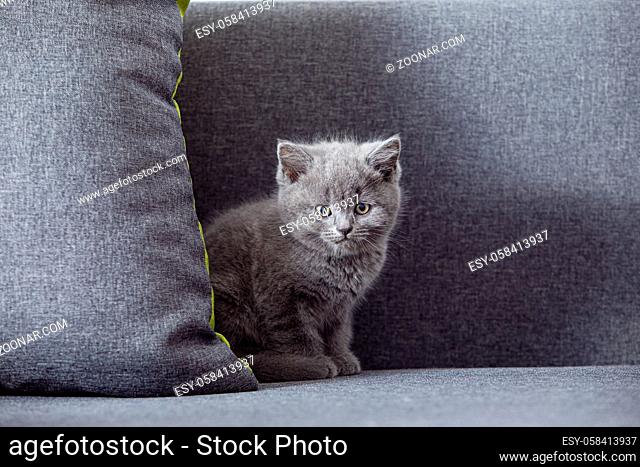 The beautiful little cat of the Scottish fold breed sits on a gray sofa and looks at the camera