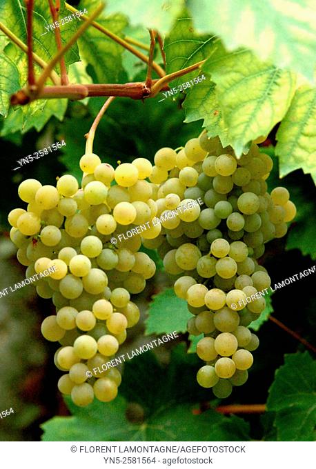 Bunch of yellow grape 'Ampelia Perdin'