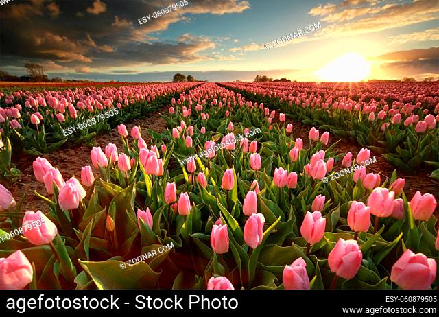 sunset over pink tulip field, Groningen, Netherlands