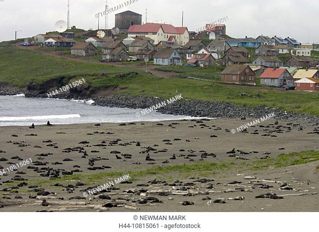 Northern Fur Seal rookery with town, St. Paul in background, St. Paul, Pribilof Islands, Alaska, USA, America, North A