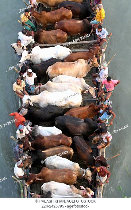 BANGLADESH, Dhaka: Bangladeshi cattle dealers transport cows in readiness for slaughter along a river in Dhaka, October 11, 2013