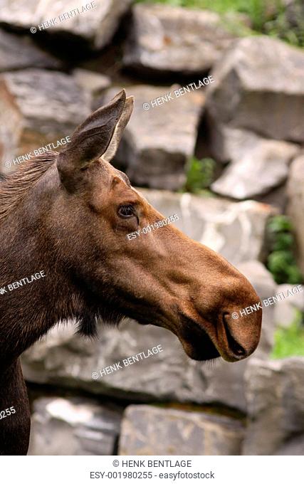 Portrait of a moose with in the background grey rocks