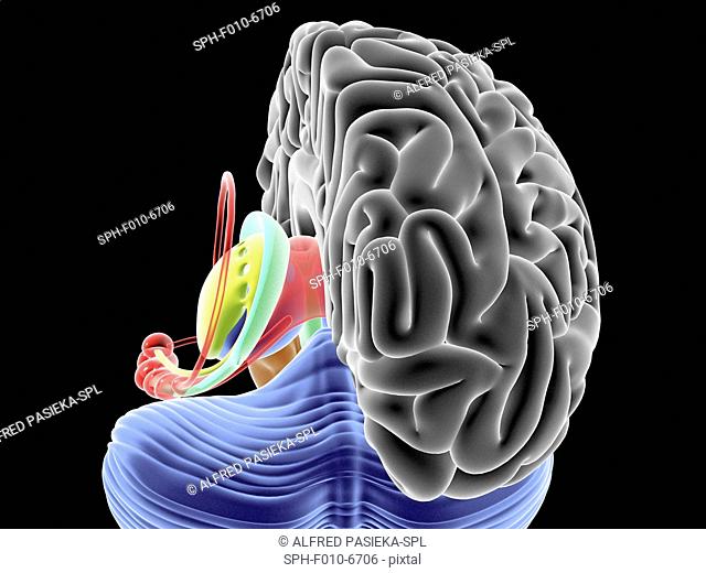 Computer artwork of a section through a healthy brain. The highly folded area in grey is the cerebrum, which is responsible for conscious thought