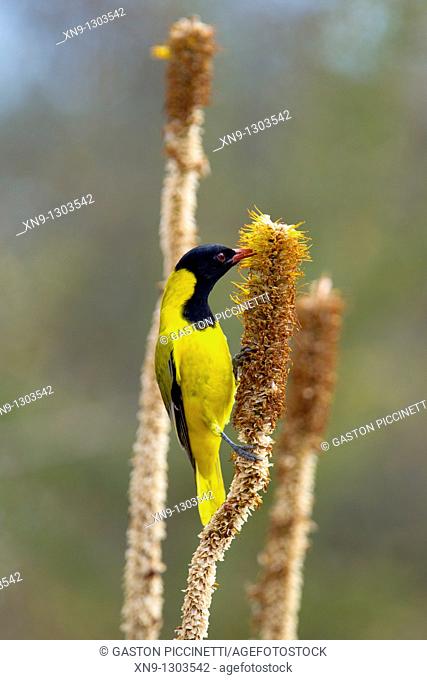 Black-headed Oriole Oriolus larvatus, eating from the Skirt Aloe Aloe alooides, Kruger National Park, South Africa