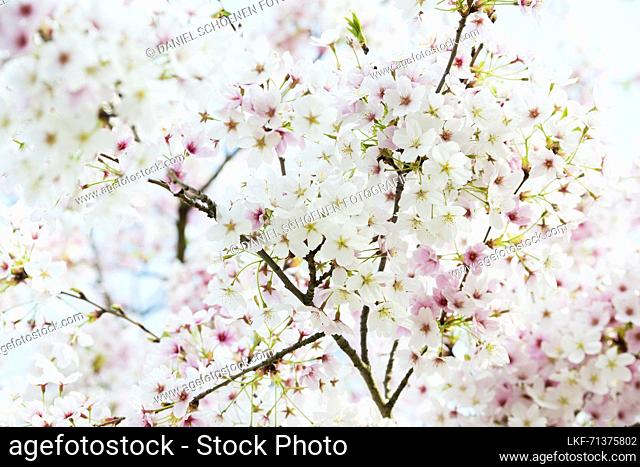 Cherry blossom, Seepark, Freiburg im Breisgau, Black Forest, Baden-WÃ¼rttemberg, Germany