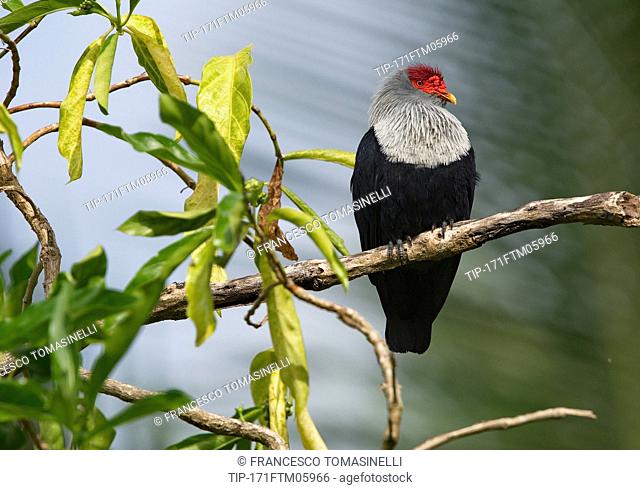 Seychelles Blue Pigeon, Alectroenas pulcherrimus, bird endemic to Seychelles