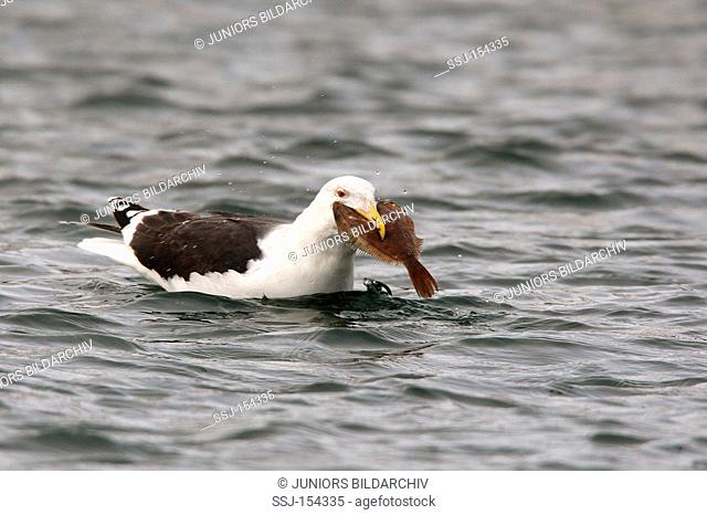Great Black-backed gull with prey / Larus marinus