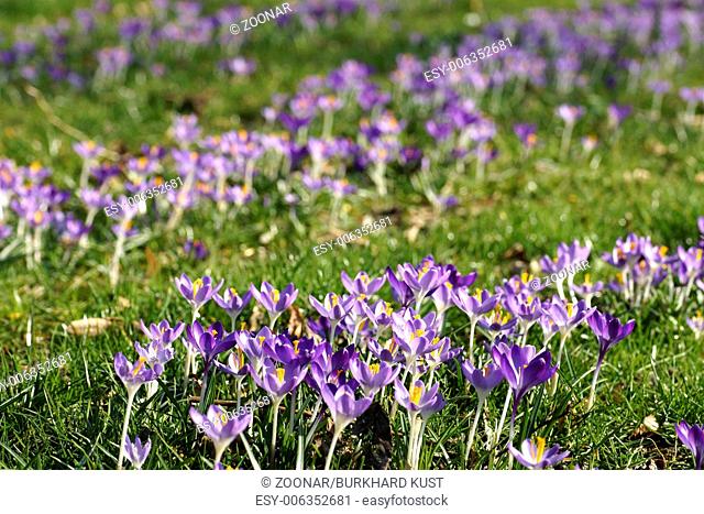 Meadow of white-purple blooming crocuses