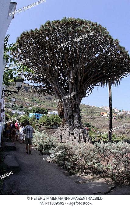 The Drago Milenario is a Canarian dragon tree in Icod de los Vinos on the Canary Island of Tenerife, recorded on 15.09.2018