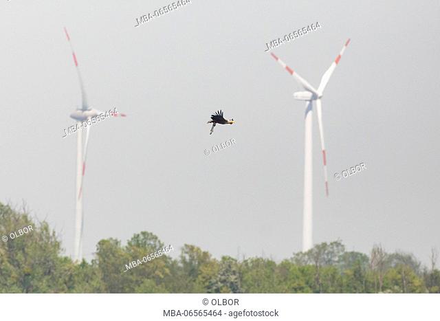 White-tailed eagle, Haliaeetus albicilla, flying, between wind turbines