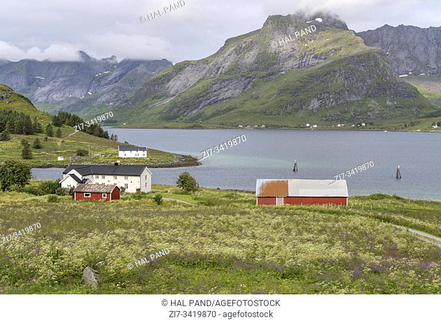 Arctic circle fjord landscape with houses in blossoming meadows on fjord shore, shot under bright light at Selfjorden, Moskeneshoya, Lofoten, Norway