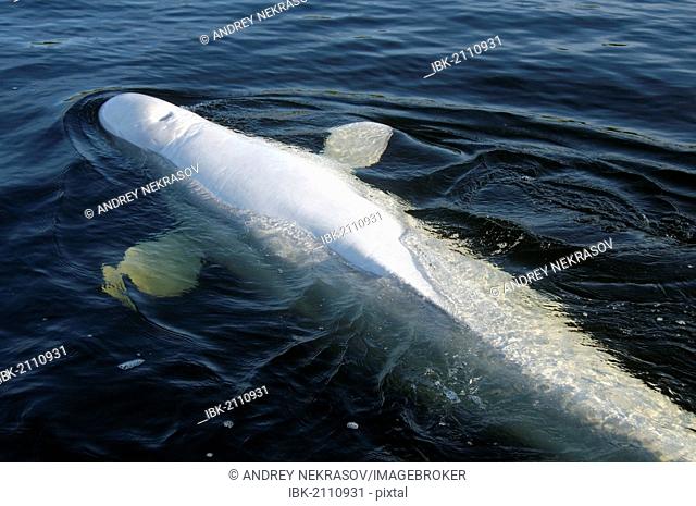 Beluga whale (Delphinapterus leucas), Kareliya, Russia, White Sea, Arctic