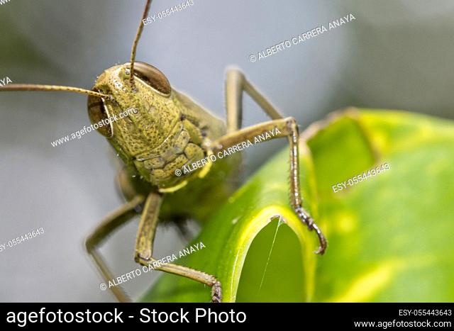 Grasshopper, Tropical Rainforest, Marino Ballena National Park, Uvita de Osa, Puntarenas, Costa Rica, Central America, America