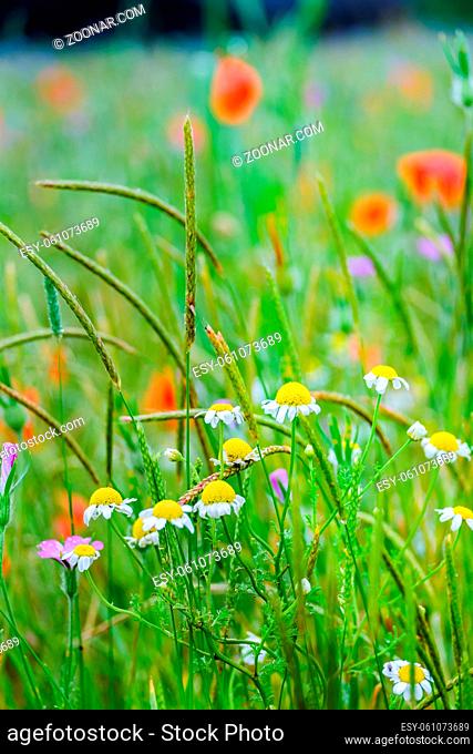 Colorful wild flowers including poppies and daisy flowers