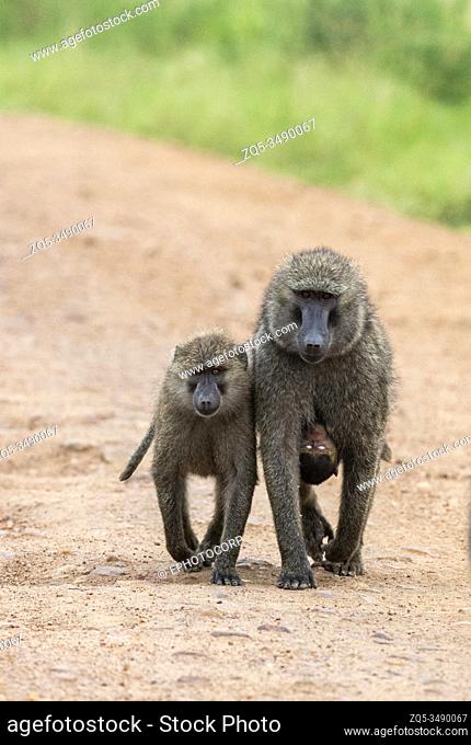 Baboons primates of genus Papio, Kenya, Africa